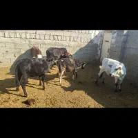 فروش گوساله نر|حیوانات مزرعه|خور (فارس), |دیوار