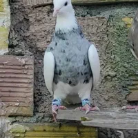 فروش تعداد طوقی یکجا