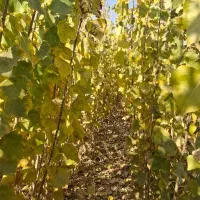 نهال صنوبر نیگرای ترکیه