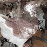 کبوتر زینتی|پرنده|اشنویه, |دیوار