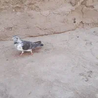 کبوتر|پرنده|زاهدان, |دیوار