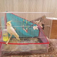 دو عروس هلندی نر و ماده