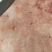 پالاز موکت دوروزی شده