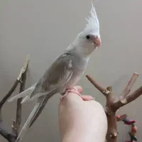 جوجه عروس هلندی