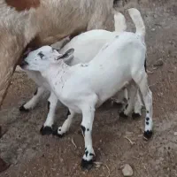 بز دوکهره و بز آبستن مایه دوقلو زا رودان