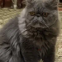 گربه|گربه|تهران, دهم فروردین|دیوار