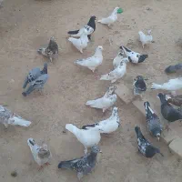 فروشی|پرنده|صائین قلعه, |دیوار