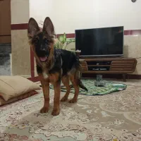 ژرمن ۵ ماهه ماده|سگ|بیستون, |دیوار