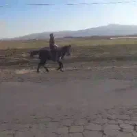 فروش اسب
