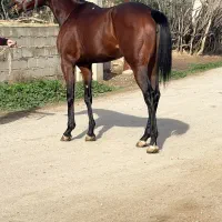 مادیان دوخون|اسب و تجهیزات اسب‌سواری|گنبد کاووس, |دیوار