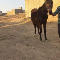 اسب|اسب و تجهیزات اسب‌سواری|چهارباغ, |دیوار