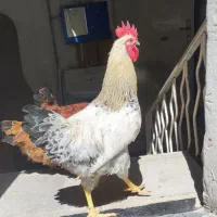 خروس
