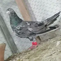 کله سار دم سیاه سفید کرمونی سبز طاووسی الغ سرخ