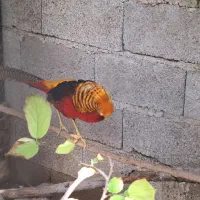 مرغ و خروس