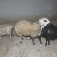 قوچ