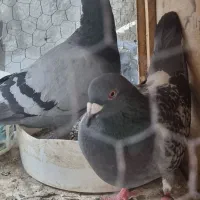 کبوتر مسافتی|پرنده|تهران, شکوفه (عبدل آباد)|دیوار