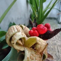 گل بابا آدم