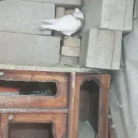 سلام یک طوقی سینه زرد