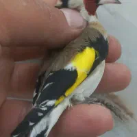 تعدادی سهره پرنده