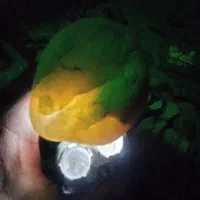 راف عقیق|جواهرات|همدان, |دیوار