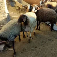 بز  مهربان و افشار