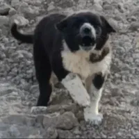 سگ وتوله اصیل بته دار|سگ|اهواز, آریاشهر|دیوار