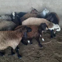 مرغ و خروس . بره کهره