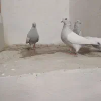 کبوتر سینه آبی جفتی|پرنده|شیراز, شهرک سراج‎|دیوار