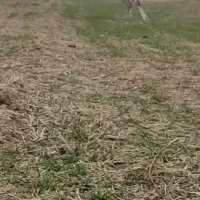 اسب|اسب و تجهیزات اسب‌سواری|مرودشت, نقش رستم|دیوار