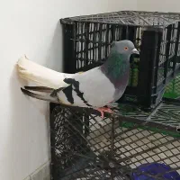 کفتر سبز دم سفید کاکولی ویک عددطوقی