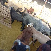فروش قوچ