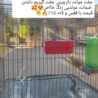 مرغ عشق مولد با جوجه  انواع رنگ ها و نژادها|پرنده|پاوه, |دیوار