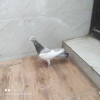 کبوتر ماده|پرنده|شیراز, شهرک امیر کبیر|دیوار