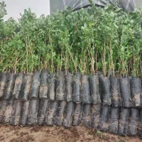 فروش نهال پسته منطقه برخوار