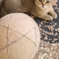 گربه بریتیش با وسایل