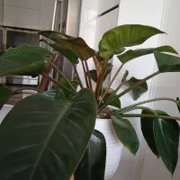 گل فلیندرون شرابی سایزبزرگ