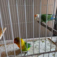 یک جفت کوتوله|پرنده|مشهد, کوشش|دیوار