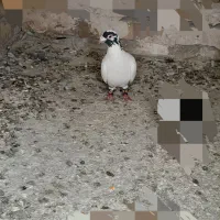 کفتر یا کبوتر|پرنده|تایباد, |دیوار