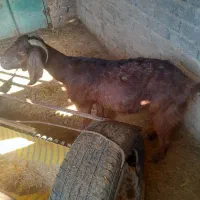 بره|حیوانات مزرعه|داراب, |دیوار