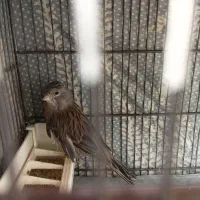 قناری ماده برای جفت سهره