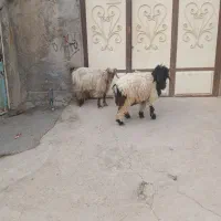 بره ماده وتیربز