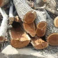 خریدار چوب باغی هیزمی و ضایعات چوب عمده|خدمات باغبانی و درختکاری|تهران, فلسطین (میدان انقلاب)|دیوار