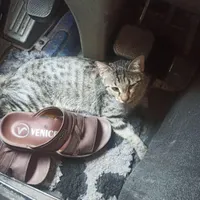 گربه ودوتا بچه گربه