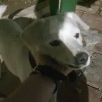 سگ پیدا شده|حیوانات|پردیس, فاز ۸|دیوار