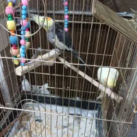 عروس هلندی