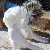 زرد خارجی جاکوبین بخارا سرور|پرنده|یزد, |دیوار