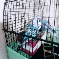 مرغ عشق|پرنده|علی‌آباد کتول, |دیوار