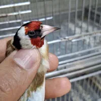 انواع پرنده سهره