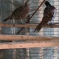 زیبا|حیوانات مزرعه|چاف و چمخاله, |دیوار