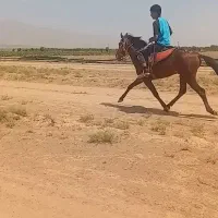 نریون یورقه